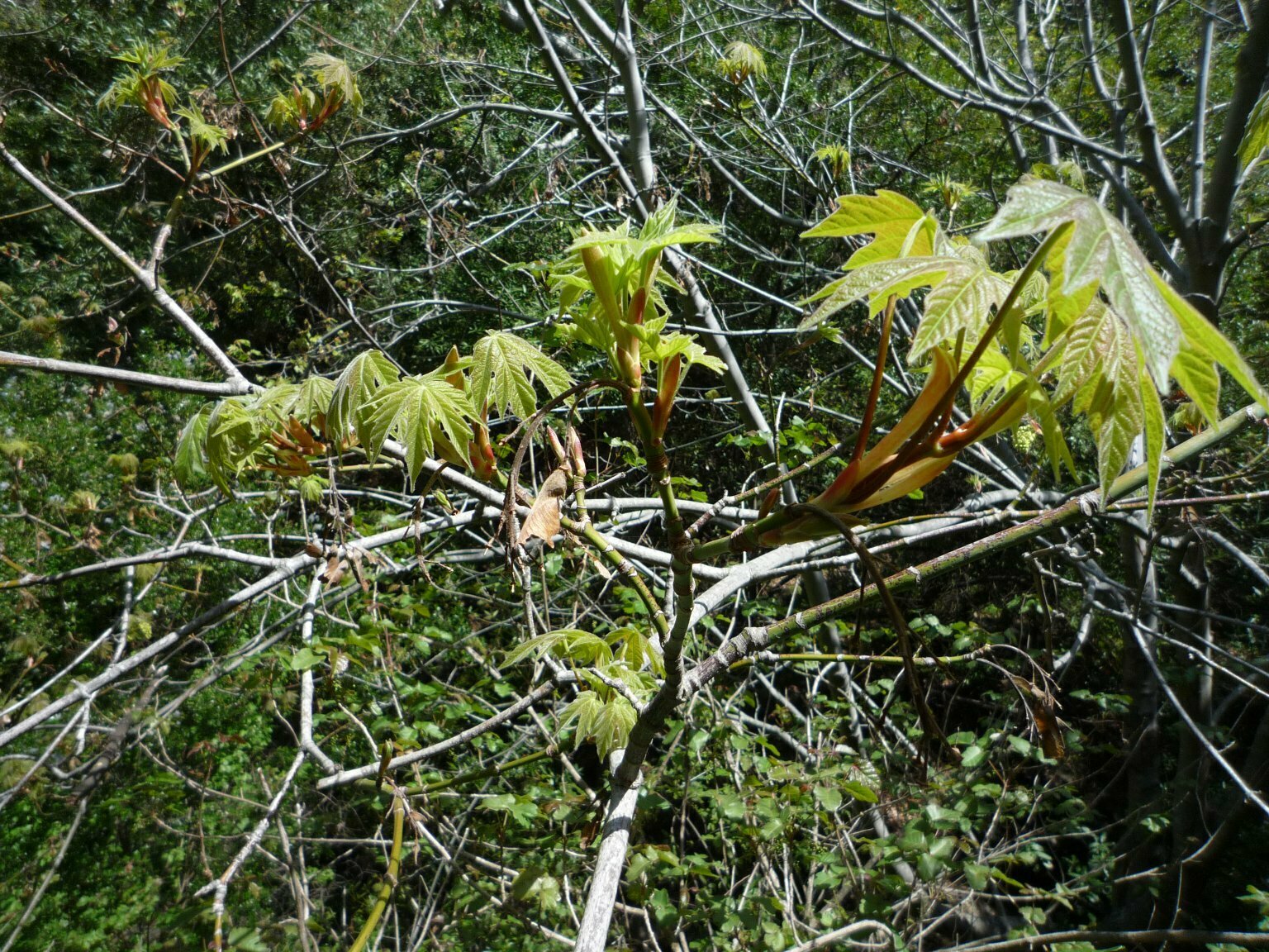 High Resolution Acer macrophyllum Leaf